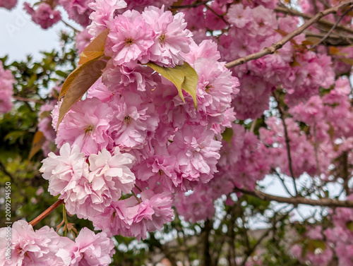Clusters of pink Kanzan cherry blossoms