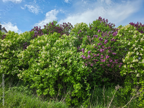 thick hedge of leafy green shrubs is interspersed with clusters of purple flowers, growing along a grassy edge under a partly cloudy blue sky, suggesting a natural roadside or garden boundary