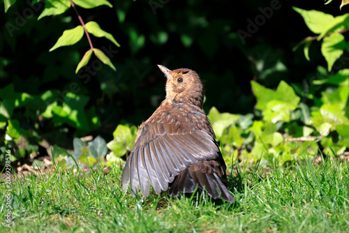Eine junge Amsel sonnt sich an einem Frühlingstag und spreizt die Flügelfedern