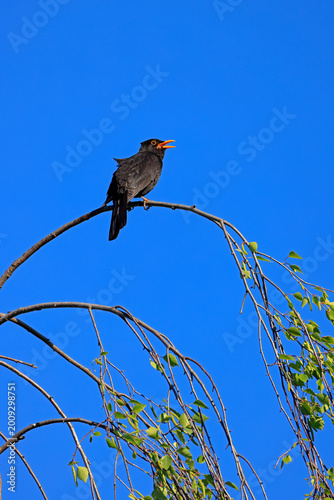 Foto Eine Amsel  singt an einem windigen Frühjahrstag auf einem Birkenzweig