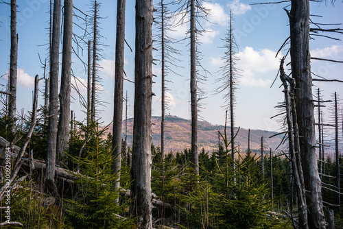 Photos Natur pur mit Blick auf den Wurmberg