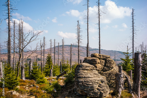 Naturerlebnis auf dem Achtermann im Sommer