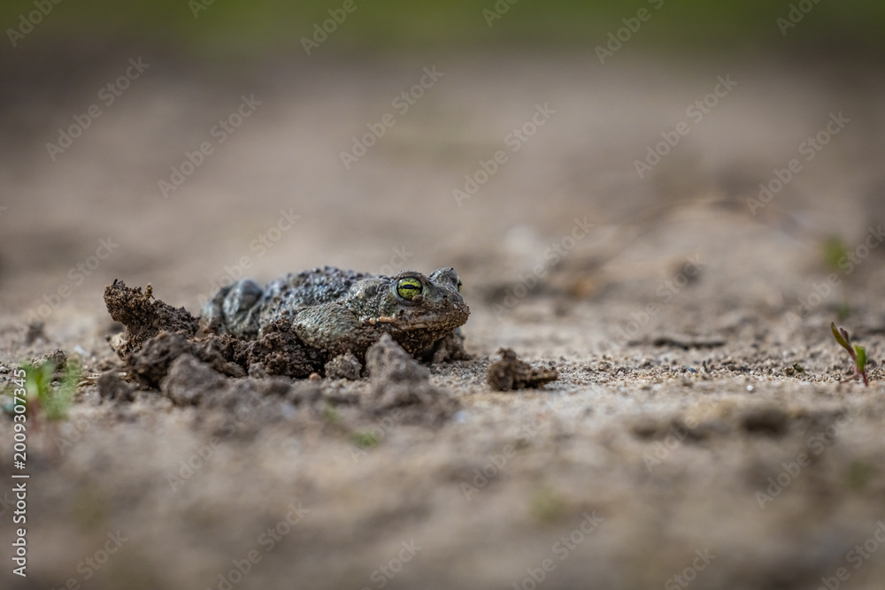 Obraz premium Natterjack toad (Epidalea calamita)