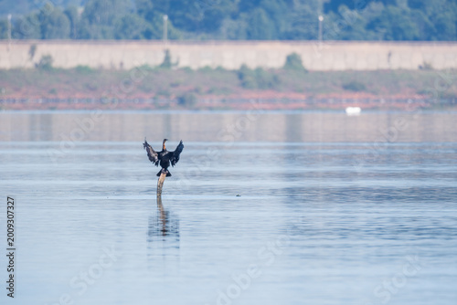 Foto Cormorant perched on a branch protruding from a lake, drying its wings