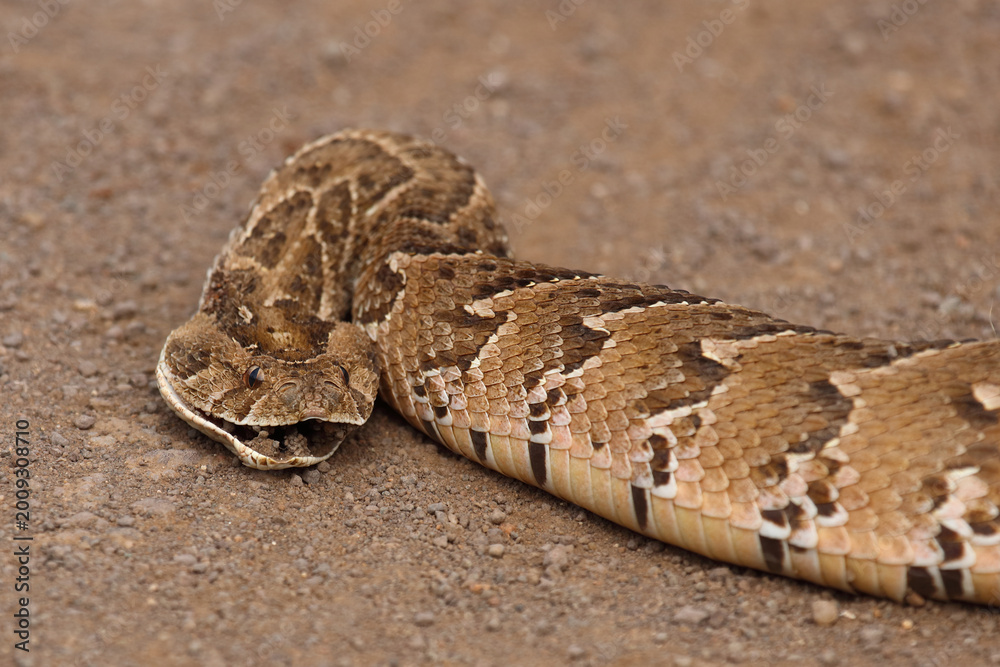 Obraz premium Puffotter / Puff adder / Bitis arietans arietans