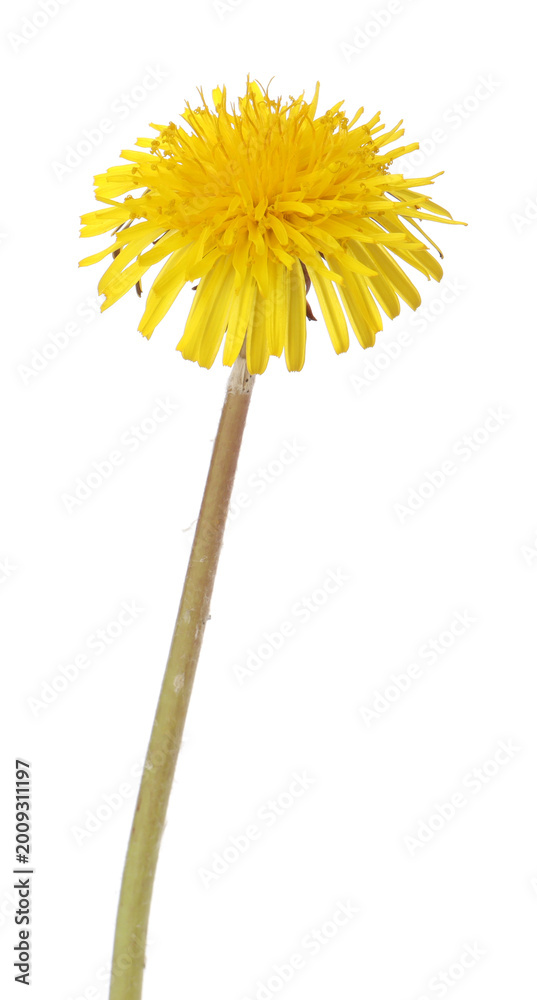 Fototapeta premium One beautiful dandelion flower isolated on white