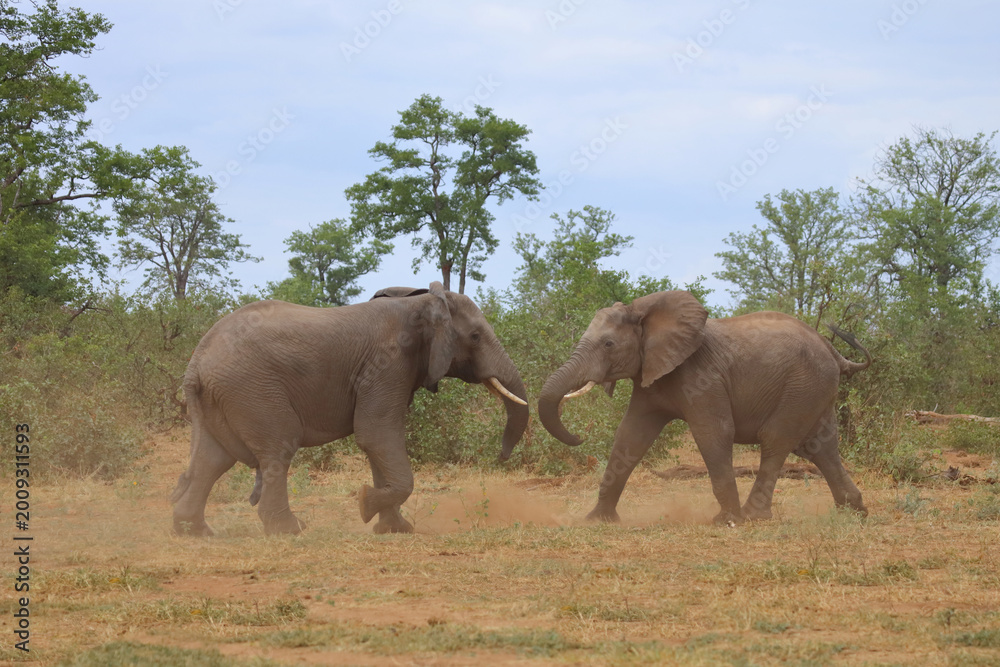 Fototapeta premium Afrikanischer Elefant / African elephant / Loxodonta africana