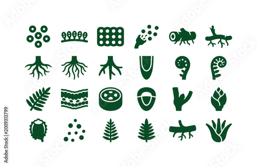 Fern plant parts like spores roots rhizomes and reproductive structures of woodland ferns clean solid filled icon set showing