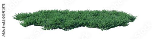 Juniperus sabina 'Blue Danube' clump (savin juniper, blue danube juniper) isolated PNG on a transparent background premium nature cutout