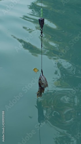 Vertical video. Extreme Close View of Fishing Sinker and Baited Fish Head on Line Above Water Surface Detailed Angling Equipment Predator Setup