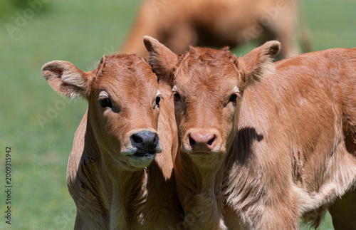 Portrait of Two Calves