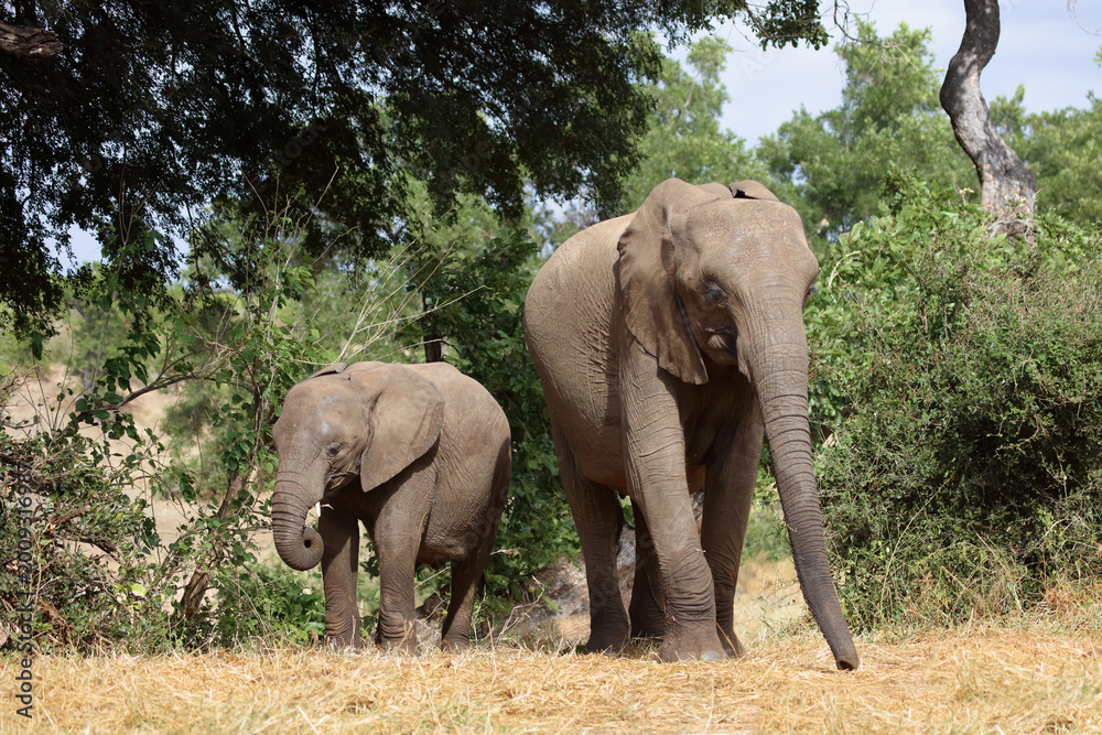 Fototapeta premium Afrikanischer Elefant / African elephant / Loxodonta africana