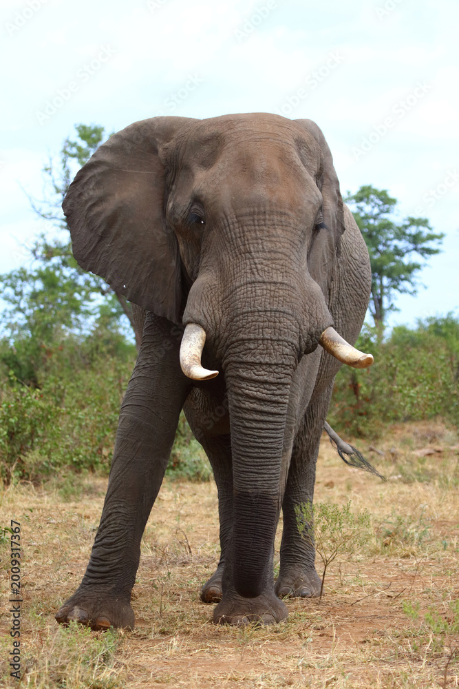 Obraz premium Afrikanischer Elefant / African elephant / Loxodonta africana