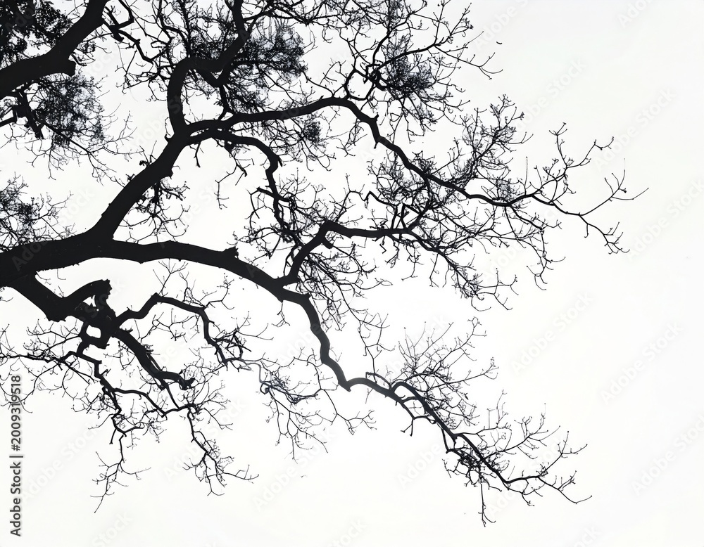 Fototapeta premium Dark Tree Branches Silhouetted Against a Bright White Sky