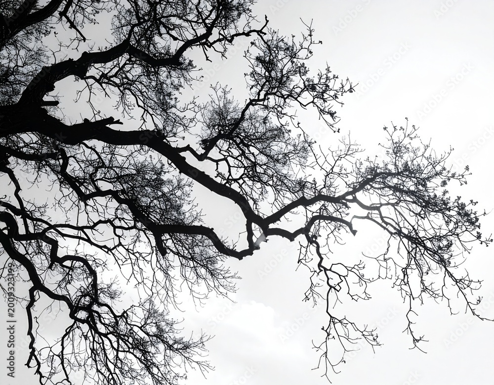 Fototapeta premium Black Silhouette Oak Tree Branches Against Bright White Sky Outdoor Nature
