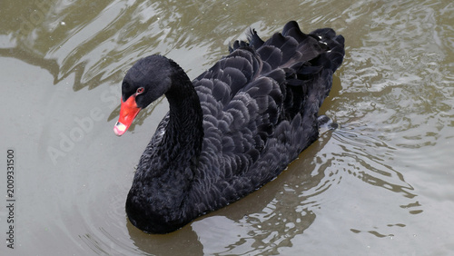 Konstfotografi A black swan with a bright red beak swims across the murky surface of a pond
