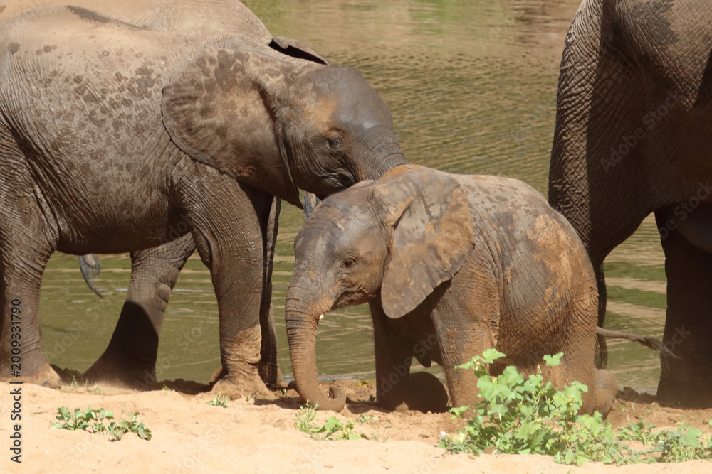 Fototapeta premium Afrikanischer Elefant / African elephant / Loxodonta africana