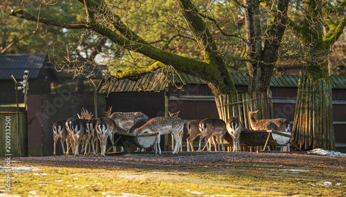 Tableau sur toile Herd of fallow deer Dama dama feeding in wildlife park.