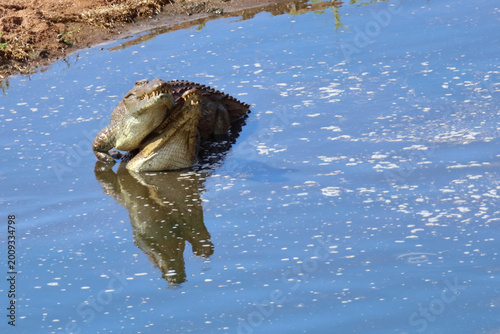 Nilkrokodil / Nile crocodile / Crocodylus niloticus
