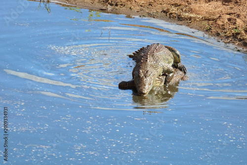 Nilkrokodil / Nile crocodile / Crocodylus niloticus