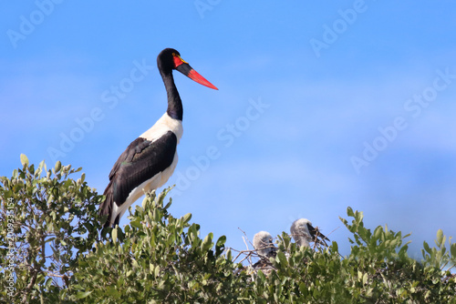 Sattelstorch / Saddle-billed stork / Ephippiorhynchus senegalensis