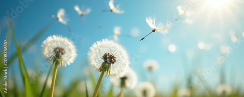 Panel kuchenny z motywem Dandelion seeds float on wind across blue sky above green grass field. Sun shines brightly over meadow with fluffy flowers dispersing seed. Nature spreads life.