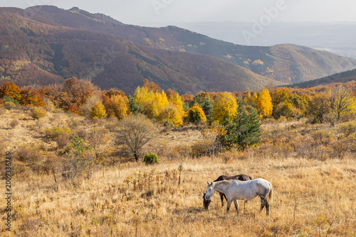 Horses and fall colors in the forest on Buzludzha Peak.