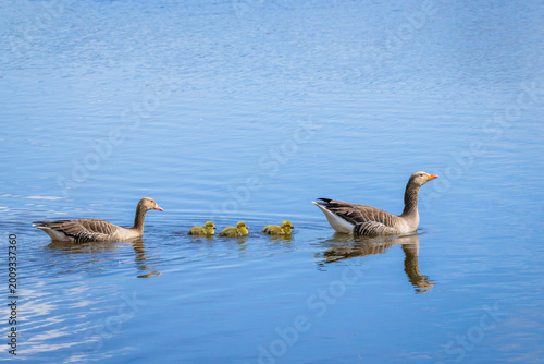 A family of geese floats on the water, mom in front with three little ducklings.