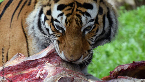A powerful tiger intensely consumes a large piece of raw meat in a natural outdoor setting.