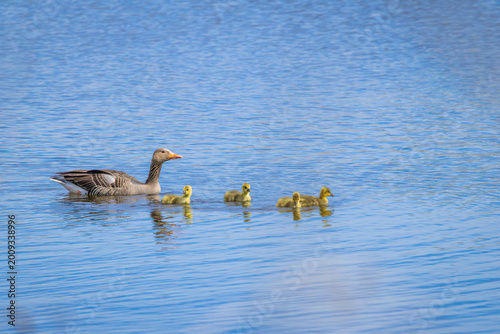 A family of geese floats on the water, mom in front with three little ducklings.