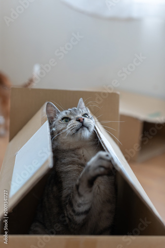 ダンボール箱から覗いている可愛い猫　サバトラ猫	
