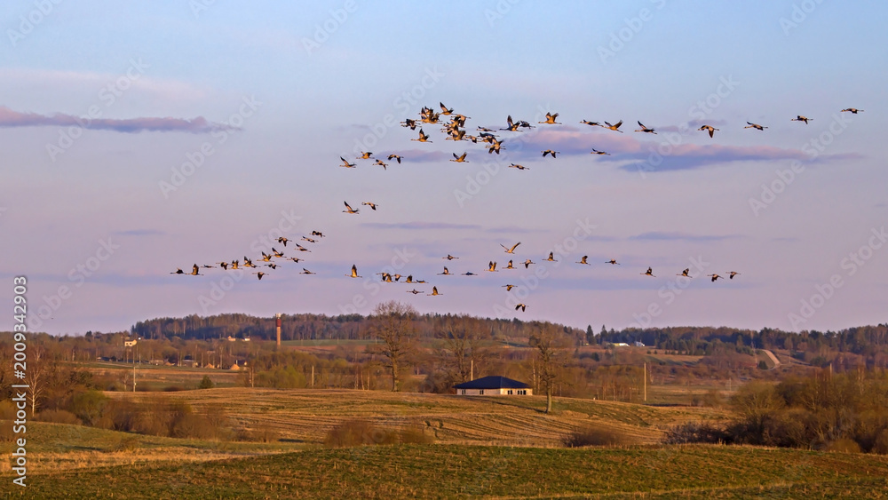 Fototapeta premium A large flock of cranes flies across the sky during sunset. Common crane or Eurasian crane (Grus grus), Eastern Lithuania.
