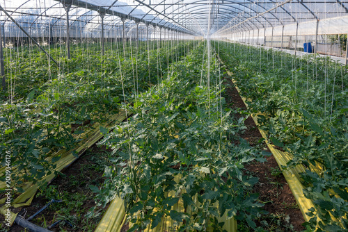 Greenhouses in the fertile valley around the city of Fondi in Italy, vegetable cultivation, young tomatoes plants
