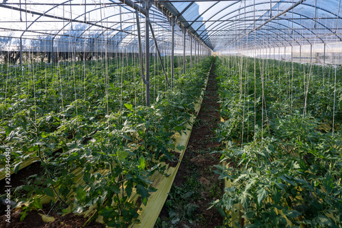 Greenhouses in the fertile valley around the city of Fondi in Italy, vegetable cultivation, young tomatoes plants