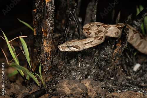 Foto Boa snake on ground