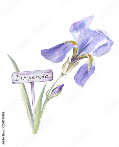 Watercolor botanical illustration of the iris pallida flower with a cute garden sign. Beautiful and detailed drawing of the floral perfume ingredient. For articles, stickers, books, perfume projects