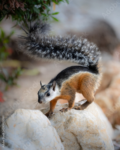 Red Squirrel on a Rock