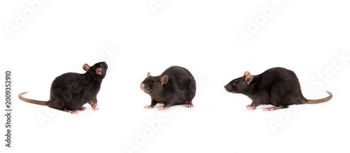 Three images of a black rat in different poses, isolated on a white background. Pet and care. Rodents, home rats. Selective focus.