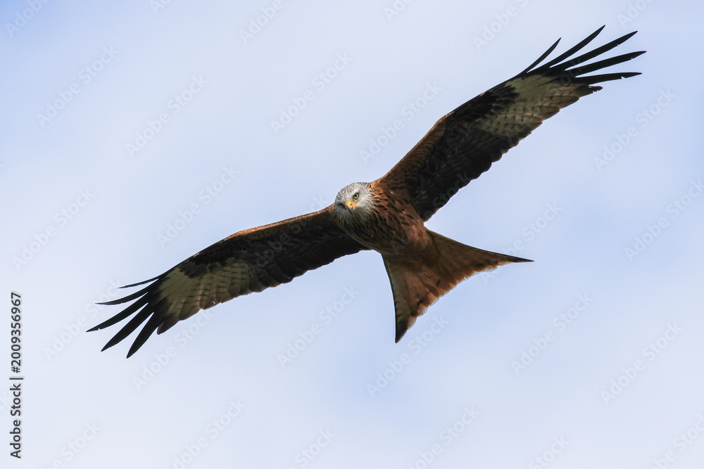 Fototapeta premium Red Kite Flying - 241E7133