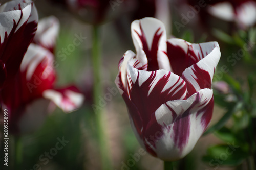 Canvastavla Colorful Springtime Triumph Tulip flowers