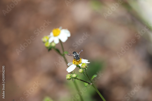 Foto A hoary leafcutter bee looking at the camera while perched on a white beggartick