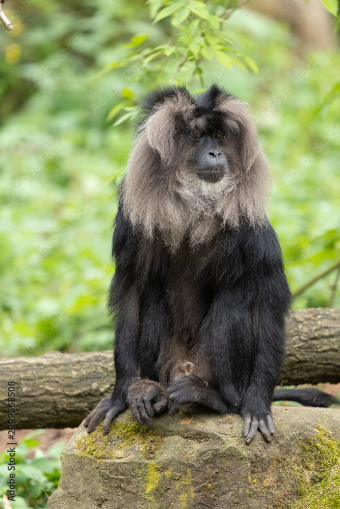 Obraz premium Bearded saki (Chiropotes)