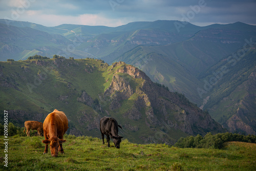 Tableau sur toile Two cows grazing in a grassy field with mountains in the background
