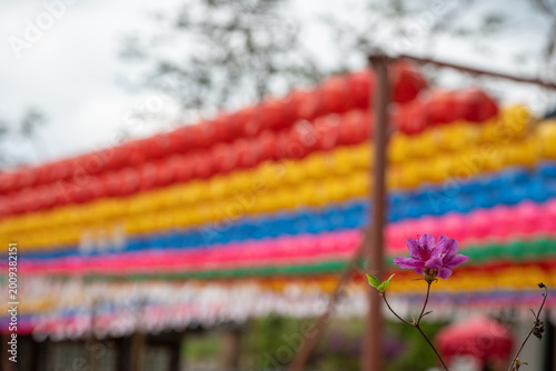 Azalea flower blooming with colorful buddhist lanterns in the background