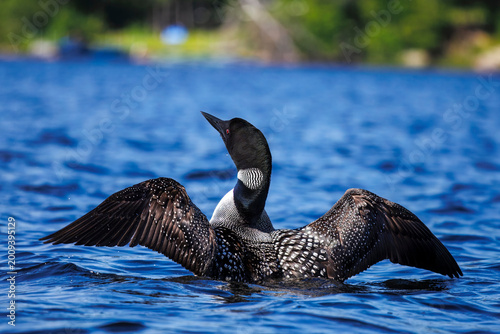 Принти на полотні A common loon stretching its wings.