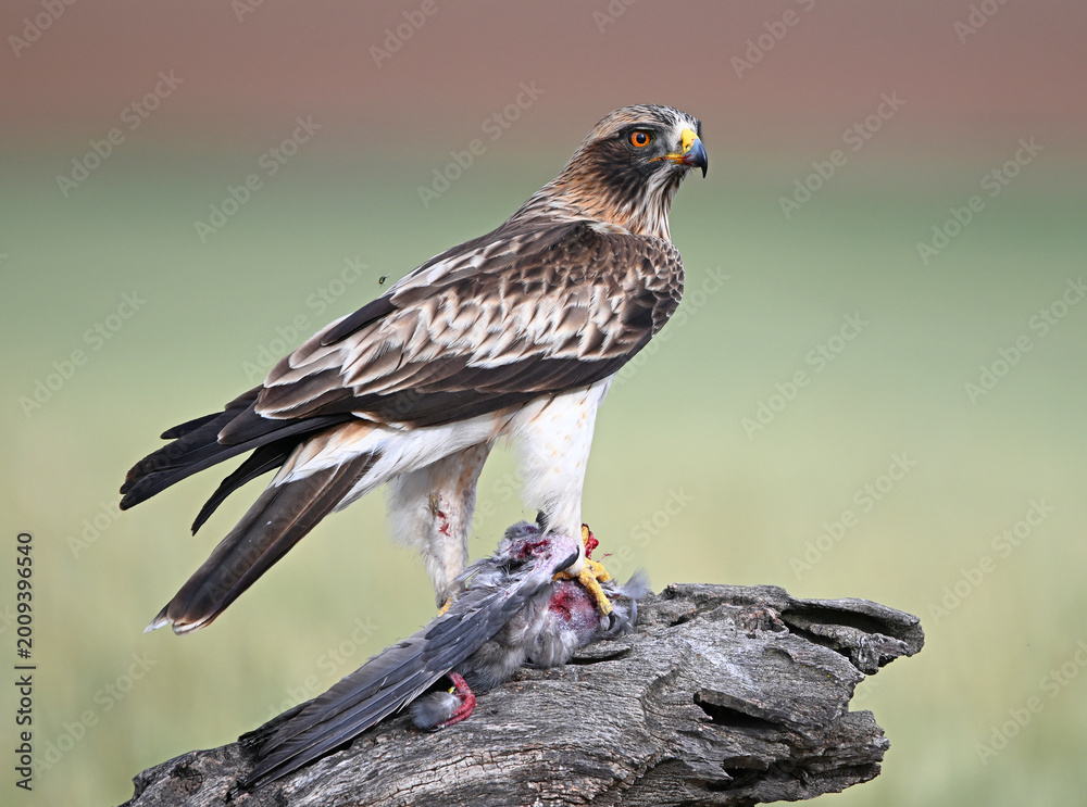 Fototapeta premium a beautiful booted eagle in Spain