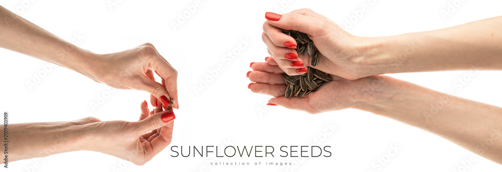 Fototapeta premium Female hand sunflower seeds on a white background isolation