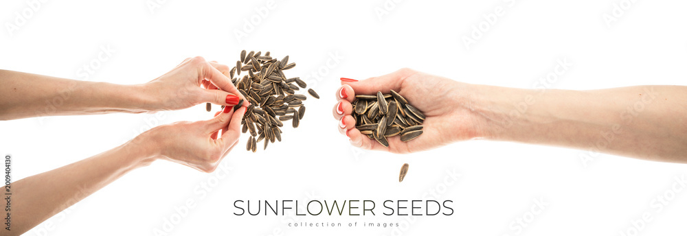 Fototapeta premium Female hand sunflower seeds on a white background isolation
