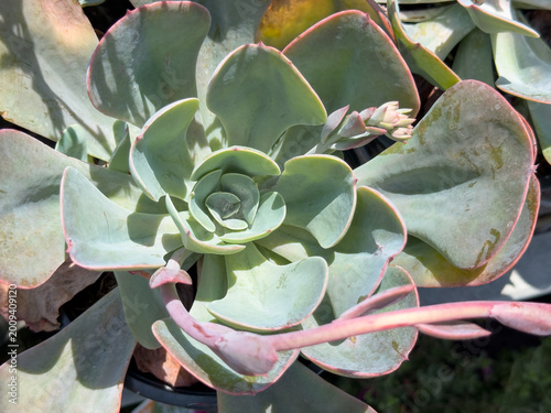 Obraz na plátne A view of a echeveria blue sky plant.