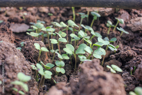 Small green sprouts growing in soil as a metaphor for business growth and investment